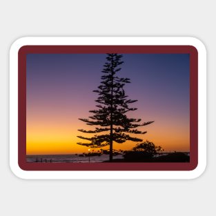 Namibia. Swakopmund. Tree. Sunset. Sticker